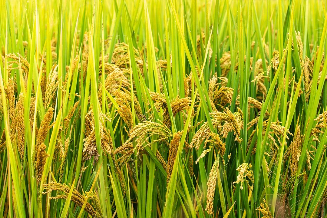 農業農村部1020號公告發布，農藥出口登記如何“一次搞定”？